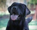 labrador retriever hvalpe til salg danmark