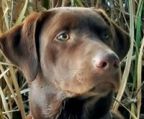 labrador retriever hvalpe til salg danmark