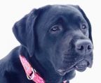 labrador retriever hvalpe til salg danmark