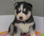 siberian husky hvalp til salg