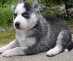 siberian husky hvalp til salg