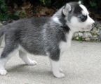 siberian husky hvalp til salg