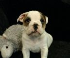 Danmark engelsk bulldog