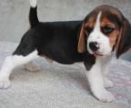 Beagles til salg