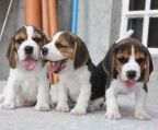 hvalp Beagle salg