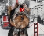 Hvalpe Yorkshire terrier til salg