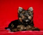 Hvalpe Yorkshire terrier til salg