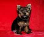 Hvalpe Yorkshire terrier til salg