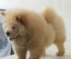 kennel chow chow Danmark