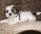 Hvalpe shih tzu til salg