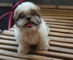 Hvalpe shih tzu til salg