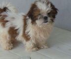 shih tzu Danmark