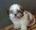 Hvalpe shih tzu til salg