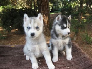 Siberian Husky Hvalpe til gratis at gode hjem