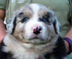 kennel Australian shepherd