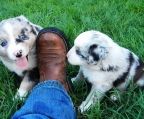 hvalp til salg Australian shepherd