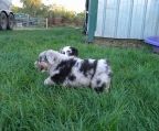 3 hvalpe Australian shepherd