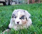 Australian shepherd hvalpe til salg