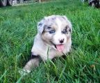 Danmark Australian shepherd