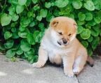 shiba inu hvalpe til salg