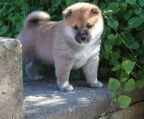 shiba inu Kennel