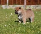 shiba inu, 1 tæve og 2 hanner tilbage