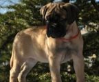 kennel bullmastiff