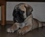 hvalpe til salg bullmastiff