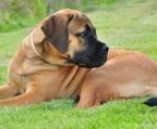 flere hvalpe, bullmastiff