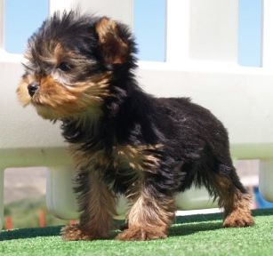 Yorkshire terrier mandlige og kvindelige hvalpe til vedtagelse. kontakt nu for mere information og fotos.