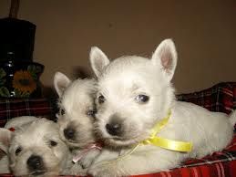 West highland white terrier mandlige og kvindelige hvalpe til vedtagelse. kontakt nu for mere information og fotos.