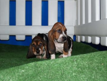 Basset Hound mandlige og kvindelige hvalpe til vedtagelse. kontakt nu for mere information og fotos.