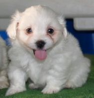 Bichon Maltese mandlige og kvindelige hvalpe til vedtagelse. kontakt nu for mere information og fotos.