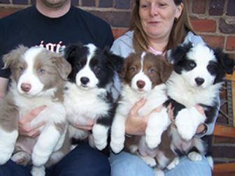 Border collie mandlige og kvindelige hvalpe til vedtagelse. kontakt nu for mere information og fotos.