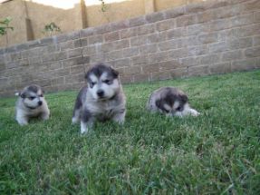 Alaskan Malamute mandlige og kvindelige hvalpe til vedtagelse. kontakt nu for mere information og fotos.