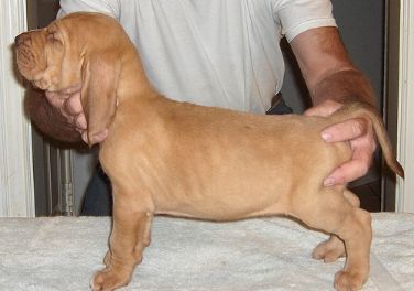 Bloodhound mandlige og kvindelige hvalpe til vedtagelse. kontakt nu for mere information og fotos.