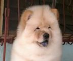 chow chow hvalp pris