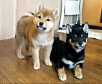 kuld til salg shiba inu