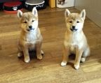 hunde shiba inu