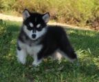 Alaskan Malamute Puppies