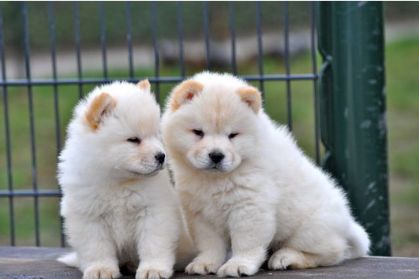 Dejlige Chow chow hvalpe til vedtagelse til alle dejlige hjem avialable.
<br>
<br>Hvalpen er AKC registreret og strøm på vaccination og fotos. Venligst, hvis du er interesseret så kontakt mig for flere detaljer og fotos.
<br>
<br>Tak