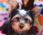 yorkshire terrier mini til salg