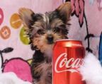 yorkshire terrier hvalpe til salg danmark