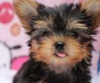 yorkshire terrier hvalpe til salg danmark