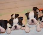 boston terrier kennel