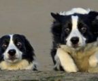 border collie hvalpe til salg danmark