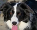 border collie hvalpe til salg danmark