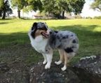 australian shepherd hvalpe til salg danmark