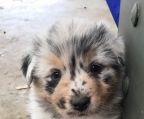 australian shepherd hvalpe til salg danmark