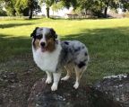 australian shepherd hvalpe til salg danmark